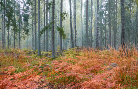 Majestic evergreen pine forest in a fog at sunrise. Mighty trees, golden plants, moss. Atmospheric autumn landscape. Finland. Nature, deforestation and reforestation, ecology, ecotourism themesの写真素材