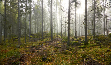Majestic evergreen pine forest in a fog at sunrise Mighty trees, plants, moss. Atmospheric autumn landscape. Finland. Nature, deforestation and reforestation, ecology, ecotourism themesの写真素材