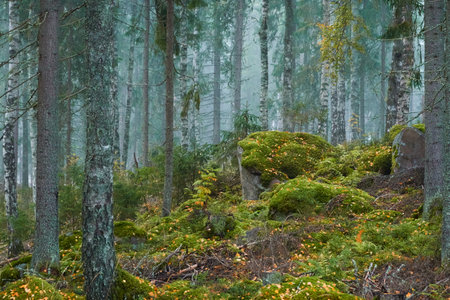 Majestic evergreen pine forest in a fog at sunrise Mighty trees, plants, moss. Atmospheric autumn landscape. Finland. Nature, deforestation and reforestation, ecology, ecotourism themesの写真素材