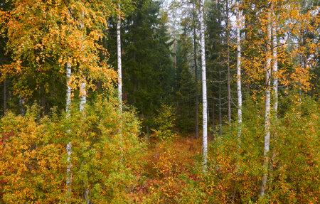 Majestic evergreen pine forest in a fog at sunrise. Mighty trees, golden plants, moss. Atmospheric autumn landscape. Finland. Nature, deforestation and reforestation, ecology, ecotourism themesの写真素材