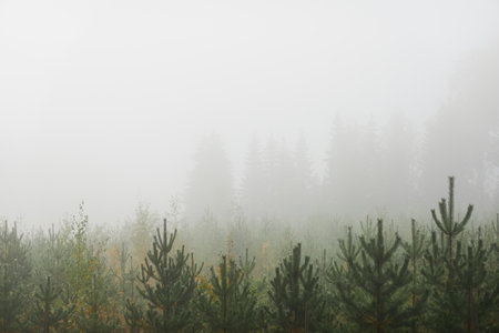 Evergreen pine forest in a thick fog at sunrise. Spruce trees. Gloomy sky. Cloudy day. Autumn landscape. Finland. Pure nature, environment, ecology. Panoramic view, copy spaceの写真素材