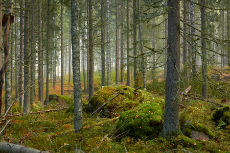 Majestic evergreen pine forest in a fog at sunrise Mighty trees, plants, moss. Atmospheric autumn landscape. Finland. Nature, deforestation and reforestation, ecology, ecotourism themesの写真素材