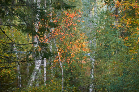 Majestic evergreen pine forest in a fog at sunrise. Mighty birch trees, colorful leaves. Atmospheric autumn landscape. Finland. Nature, deforestation and reforestation, ecology, ecotourism themesの写真素材