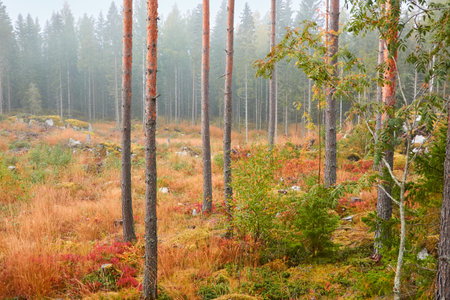 Majestic evergreen pine forest in a fog at sunrise. Mighty trees, golden plants, moss. Atmospheric autumn landscape. Finland. Nature, deforestation and reforestation, ecology, ecotourism themesの写真素材