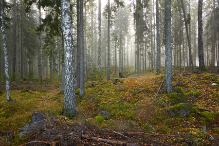Majestic evergreen pine forest in a fog at sunrise Mighty trees, plants, moss. Atmospheric autumn landscape. Finland. Nature, deforestation and reforestation, ecology, ecotourism themesの写真素材