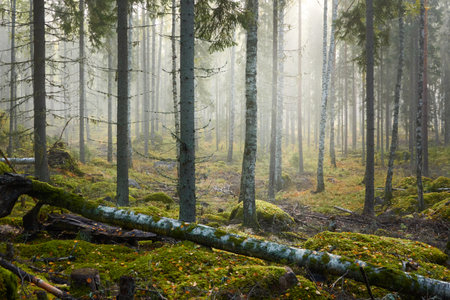 Majestic evergreen pine forest in a fog at sunrise Mighty trees, plants, moss. Atmospheric autumn landscape. Finland. Nature, deforestation and reforestation, ecology, ecotourism themesの写真素材