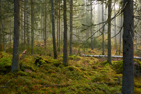 Majestic evergreen pine forest in a fog at sunrise Mighty trees, plants, moss. Atmospheric autumn landscape. Finland. Nature, deforestation and reforestation, ecology, ecotourism themesの写真素材