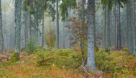 Majestic evergreen pine forest in a fog at sunrise. Mighty trees, golden plants, moss. Atmospheric autumn landscape. Finland. Nature, deforestation and reforestation, ecology, ecotourism themesの写真素材
