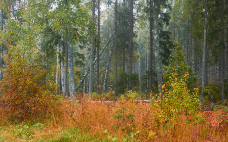 Majestic evergreen pine forest in a fog at sunrise. Mighty trees, golden plants, moss. Atmospheric autumn landscape. Finland. Nature, deforestation and reforestation, ecology, ecotourism themesの写真素材