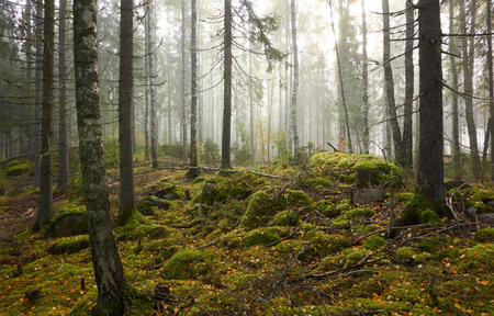 Majestic evergreen pine forest in a fog at sunrise Mighty trees, plants, moss. Atmospheric autumn landscape. Finland. Nature, deforestation and reforestation, ecology, ecotourism themesの写真素材