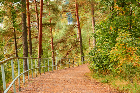 Single lane rural road (pathway) through the evergreen forest park on a sunny day. Finland. Atmospheric autumn landscape. Pure nature, ecotourism, hiking trail, nordic walking, cycling conceptsの写真素材