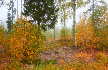 Majestic evergreen pine forest in a fog at sunrise. Mighty trees, golden plants, moss. Atmospheric autumn landscape. Finland. Nature, deforestation and reforestation, ecology, ecotourism themesの写真素材