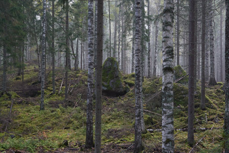 Majestic evergreen pine forest in a fog at sunrise Mighty trees, plants, moss. Atmospheric autumn landscape. Finland. Nature, deforestation and reforestation, ecology, ecotourism themesの写真素材