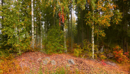 Majestic evergreen pine forest in a fog at sunrise. Mighty trees, golden plants, moss. Atmospheric autumn landscape. Finland. Nature, deforestation and reforestation, ecology, ecotourism themesの写真素材