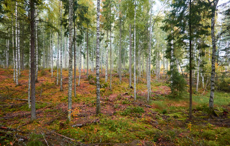 Majestic evergreen pine forest in a fog at sunrise Mighty trees, plants, moss. Atmospheric autumn landscape. Finland. Nature, deforestation and reforestation, ecology, ecotourism themesの写真素材
