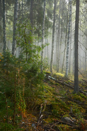 Majestic evergreen pine forest in a fog at sunrise Mighty trees, plants, moss. Atmospheric autumn landscape. Finland. Nature, deforestation and reforestation, ecology, ecotourism themesの写真素材