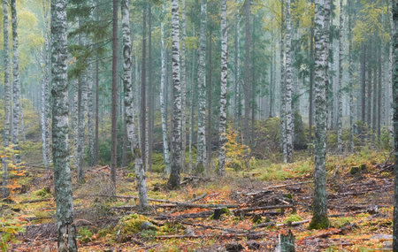 Majestic evergreen pine forest in a fog at sunrise Mighty trees, plants, moss. Atmospheric autumn landscape. Finland. Nature, deforestation and reforestation, ecology, ecotourism themesの写真素材
