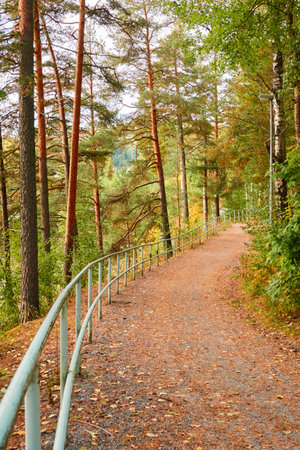 Single lane rural road (pathway) through the evergreen forest park on a sunny day. Finland. Atmospheric autumn landscape. Pure nature, ecotourism, hiking trail, nordic walking, cycling conceptsの写真素材