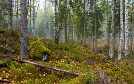Majestic evergreen pine forest in a fog at sunrise Mighty trees, plants, moss. Atmospheric autumn landscape. Finland. Nature, deforestation and reforestation, ecology, ecotourism themesの写真素材