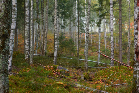 Majestic evergreen pine forest in a fog at sunrise Mighty trees, plants, moss. Atmospheric autumn landscape. Finland. Nature, deforestation and reforestation, ecology, ecotourism themesの写真素材