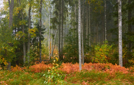 Majestic evergreen pine forest in a fog at sunrise. Mighty trees, golden plants, moss. Atmospheric autumn landscape. Finland. Nature, deforestation and reforestation, ecology, ecotourism themesの写真素材