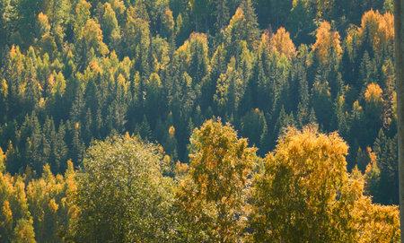 Panoramic view of the forest hills. Evergreen and deciduous trees, colorful leaves. Morning sunlight, sunshine. Sunny day. Finland. Pure nature, seasons, environment, ecology themesの写真素材