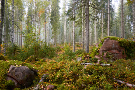 Majestic evergreen pine forest in a fog at sunrise Mighty trees, plants, moss. Atmospheric autumn landscape. Finland. Nature, deforestation and reforestation, ecology, ecotourism themesの写真素材