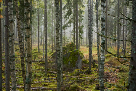 Majestic evergreen pine forest in a fog at sunrise Mighty trees, plants, moss. Atmospheric autumn landscape. Finland. Nature, deforestation and reforestation, ecology, ecotourism themesの写真素材