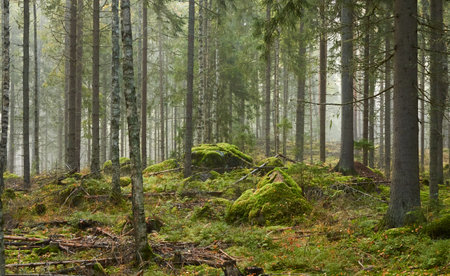 Majestic evergreen pine forest in a fog at sunrise Mighty trees, plants, moss. Atmospheric autumn landscape. Finland. Nature, deforestation and reforestation, ecology, ecotourism themesの写真素材