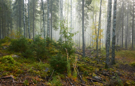 Majestic evergreen pine forest in a fog at sunrise Mighty trees, plants, moss. Atmospheric autumn landscape. Finland. Nature, deforestation and reforestation, ecology, ecotourism themesの写真素材