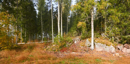Majestic evergreen pine forest in a fog at sunrise. Mighty trees, golden plants, moss. Atmospheric autumn landscape. Finland. Nature, deforestation and reforestation, ecology, ecotourism themesの写真素材