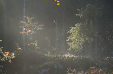 Majestic evergreen pine forest in a fog at sunrise Mighty trees, plants, moss. Sunbeams, sunshine. Atmospheric autumn landscape. Finland. Nature, deforestation and reforestation, ecology themesの写真素材
