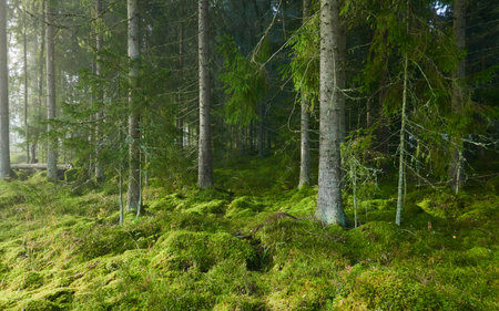 Evergreen pine forest in a fog at sunrise. Mighty trees, emerald green moss. Sunbeams, sunshine. Atmospheric mystical autumn landscape. Finland. Nature, deforestation and reforestation, ecology themesの写真素材