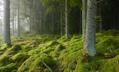 Evergreen pine forest in a fog at sunrise. Mighty trees, emerald green moss. Sunbeams, sunshine. Atmospheric mystical autumn landscape. Finland. Nature, deforestation and reforestation, ecology themesの写真素材
