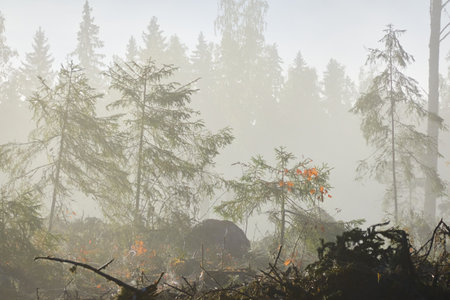 Majestic evergreen pine forest in a fog at sunrise Mighty trees, plants, moss. Sunbeams, sunshine. Atmospheric autumn landscape. Finland. Nature, deforestation and reforestation, ecology themesの写真素材