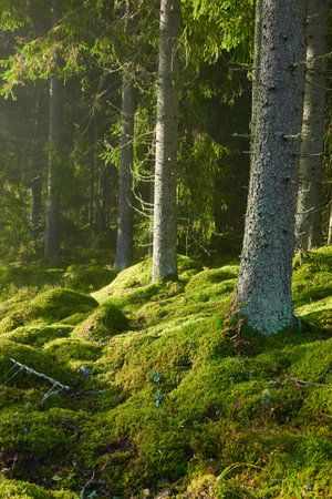 Evergreen pine forest in a fog at sunrise. Mighty trees, emerald green moss. Sunbeams, sunshine. Atmospheric mystical autumn landscape. Finland. Nature, deforestation and reforestation, ecology themesの写真素材