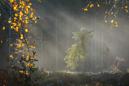 Majestic evergreen pine forest in a fog at sunrise Mighty trees, plants, moss. Sunbeams, sunshine. Atmospheric autumn landscape. Finland. Nature, deforestation and reforestation, ecology themesの写真素材