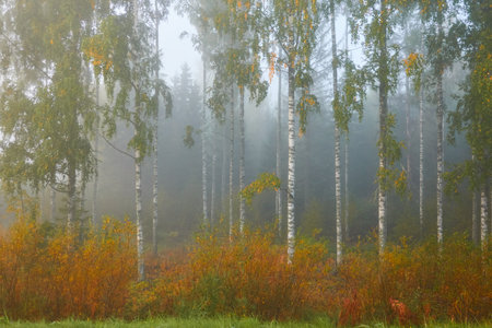 Golden birch tree and evergreen forest in a fog at sunrise. Mighty trees, colorful leaves and plants. Finland. Idyllic autumn landscape. Finnish nature, seasons, environment, ecotourism themesの写真素材