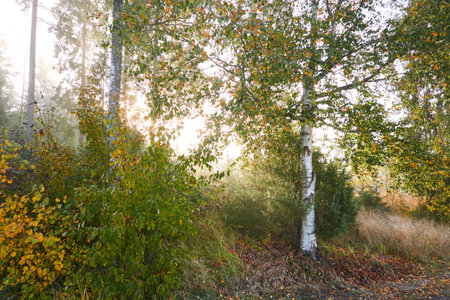 Forest meadow in a fog at sunrise. Mighty birch trees, plants. Sunbeams, sunshine. Atmospheric autumn landscape. Finland. Nature, deforestation and reforestation, ecology themesの写真素材