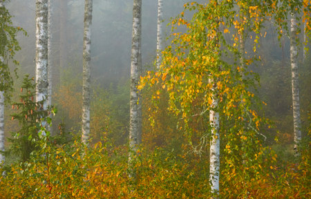 Golden birch tree and evergreen forest in a fog at sunrise. Mighty trees, colorful leaves and plants. Finland. Idyllic autumn landscape. Finnish nature, seasons, environment, ecotourism themesの写真素材