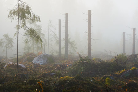 Evergreen pine forest meadow in a fog at sunrise. Trees, stones, plants. Soft sunlight. Atmospheric autumn landscape. Finland. Nature, deforestation and reforestation, wildfire, ecology themesの写真素材