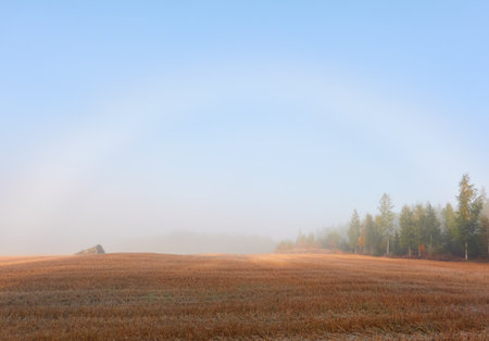 Panoramic view of the forest meadow (overgrown field) in a thick fog. Morning sunlight, sunshine. Sunny day. Finland. Pure nature, seasons, environment, ecology themesの写真素材