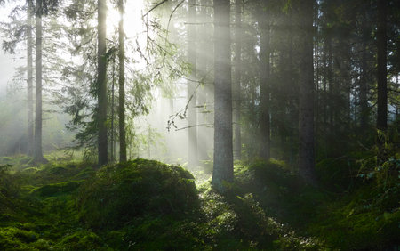 Evergreen pine forest in a fog at sunrise. Mighty trees, emerald green moss. Sunbeams, sunshine. Atmospheric mystical autumn landscape. Finland. Nature, deforestation and reforestation, ecology themesの写真素材