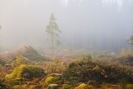 Evergreen pine forest meadow in a fog at sunrise. Trees, stones, plants. Soft sunlight. Atmospheric autumn landscape. Finland. Nature, deforestation and reforestation, wildfire, ecology themesの写真素材