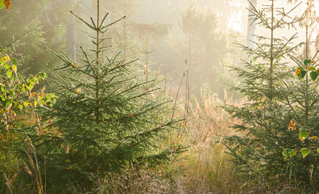 Majestic evergreen pine forest in a fog at sunrise. Mighty spruce trees, plants. Sunbeams, sunshine. Atmospheric autumn landscape. Finland. Nature, deforestation and reforestation, ecology themesの写真素材
