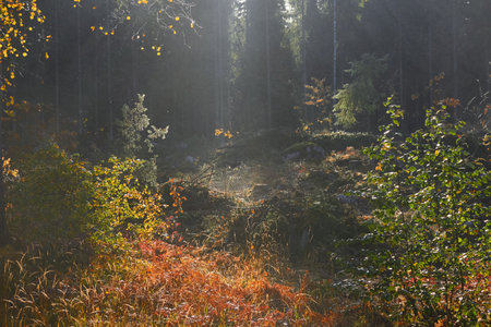 Majestic evergreen pine forest in a fog at sunrise Mighty trees, plants, moss. Sunbeams, sunshine. Atmospheric autumn landscape. Finland. Nature, deforestation and reforestation, ecology themesの写真素材