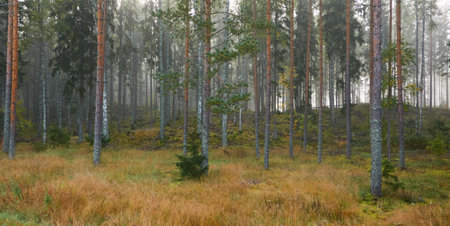 Majestic evergreen pine forest in a fog at sunrise Mighty trees, plants, moss. Atmospheric autumn landscape. Finland. Nature, deforestation and reforestation, ecology, ecotourism themesの写真素材