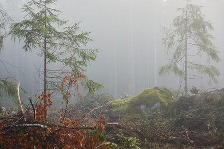 Majestic evergreen pine forest in a fog at sunrise Mighty trees, plants, moss. Atmospheric autumn landscape. Finland. Nature, deforestation and reforestation, ecology themesの写真素材