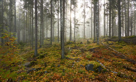 Majestic evergreen pine forest in a fog at sunrise Mighty trees, plants, moss. Atmospheric autumn landscape. Finland. Nature, deforestation and reforestation, ecology, ecotourism themesの写真素材