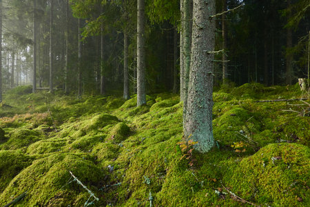 Evergreen pine forest in a fog at sunrise. Mighty trees, emerald green moss. Sunbeams, sunshine. Atmospheric mystical autumn landscape. Finland. Nature, deforestation and reforestation, ecology themesの写真素材